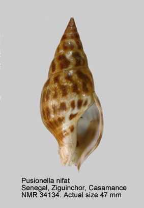 Pusionella nifat (5).jpg - Pusionella nifat (Bruguière,1789)